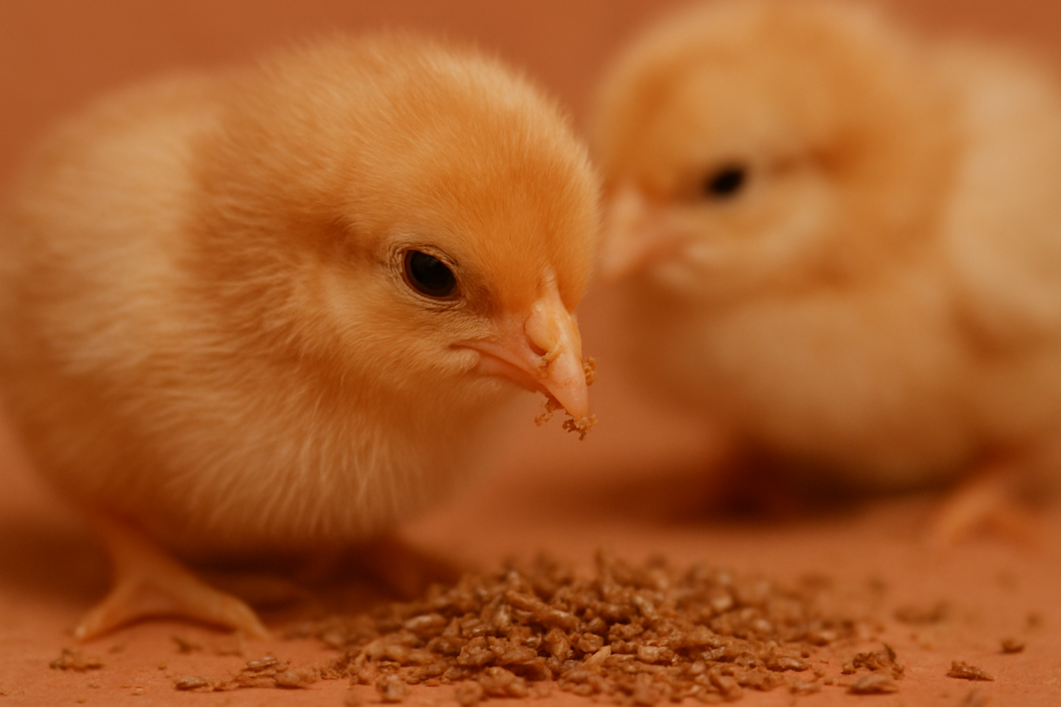 Gros plan de poussins jaunes picorant de petits insectes séchés émiettés sur fond terracotta